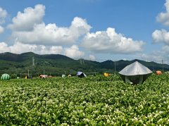 电力赋能农业激活现代化成长新动能